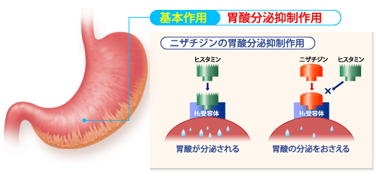 基本作用 胃酸分泌抑制作用